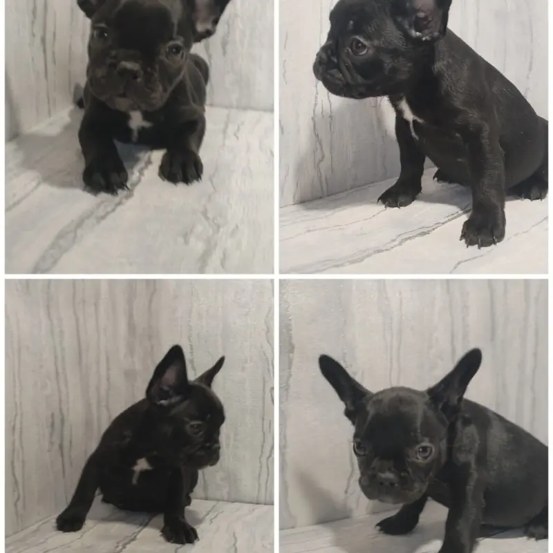 Французский бульдог  | image 3