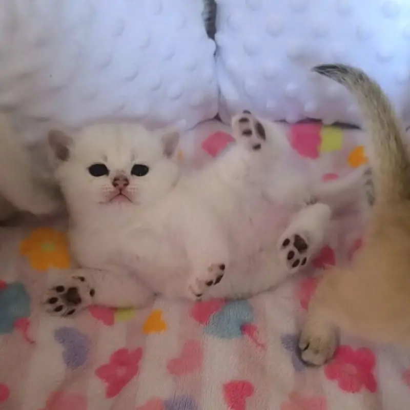 Шотландские котята | image 3