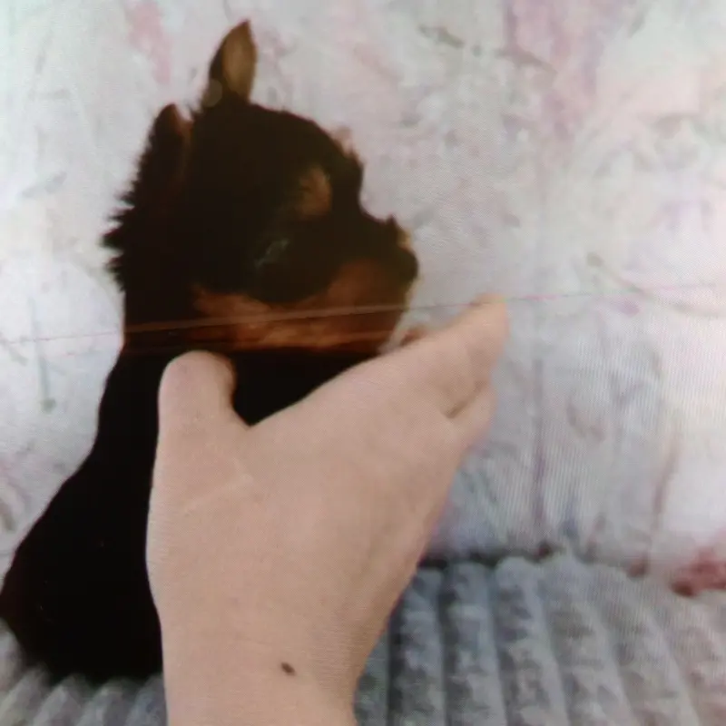 Щенки  | image 2