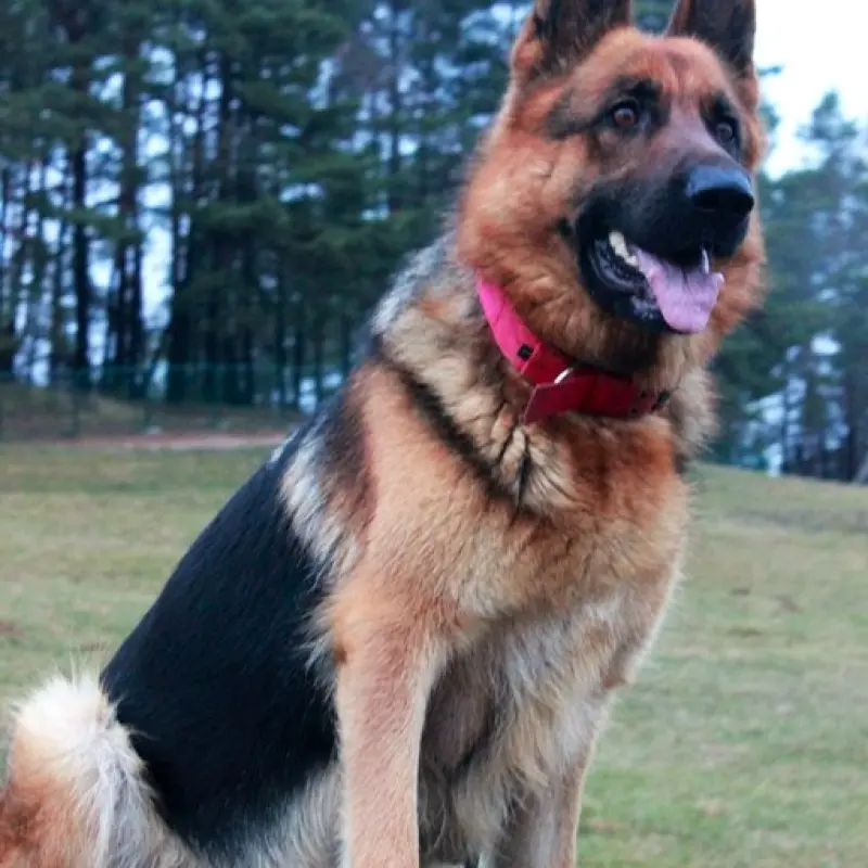 Щенок немецкой овчарки от чемпиона | image 6