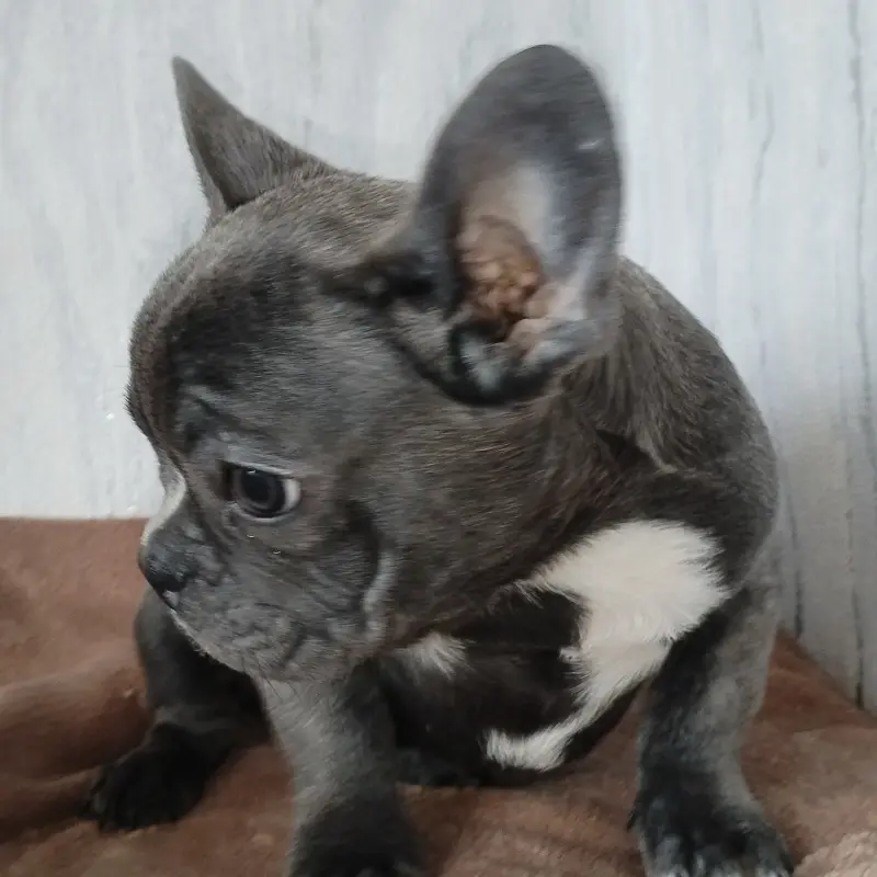 Щенок французского бульдога девочка. Доставка. | image 3