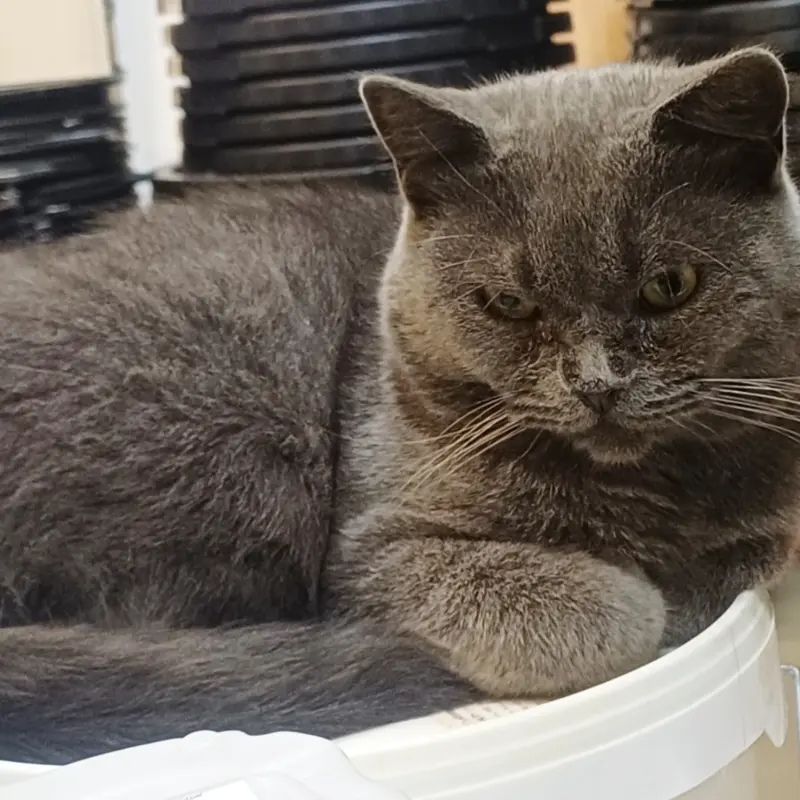 Котик красивый в дар  | image 3