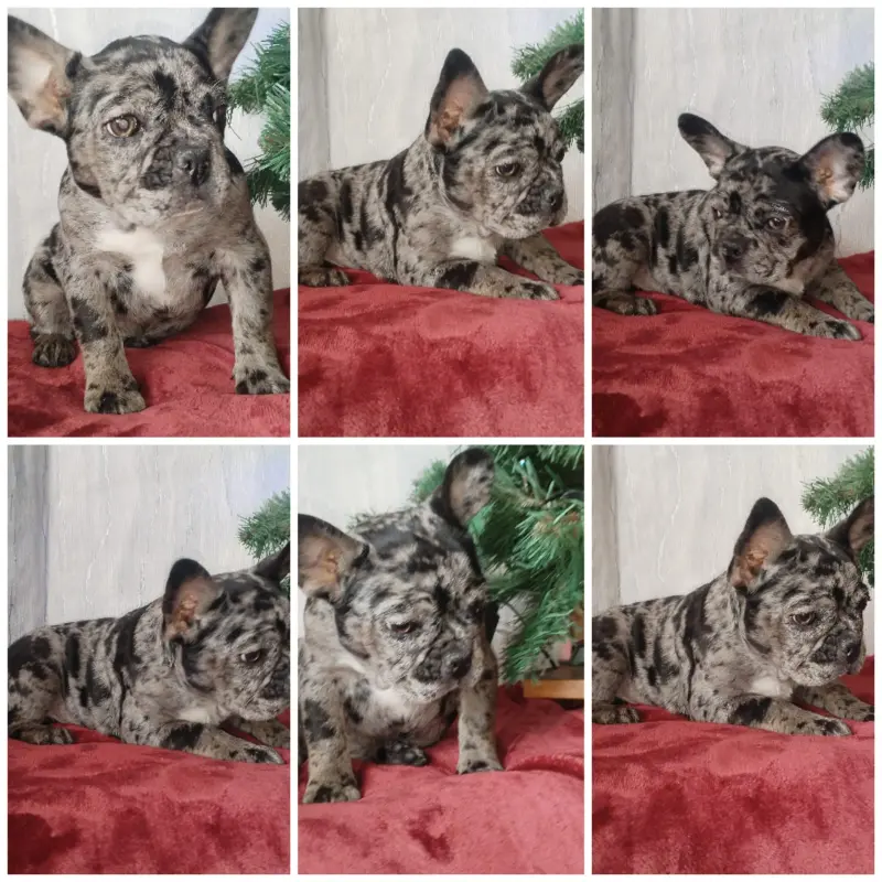 Французский бульдог  | image 1