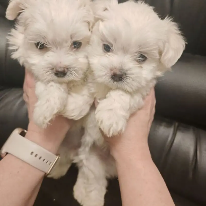 Щенки с мордочками беби-фейс, готовы к бронированию | image 4