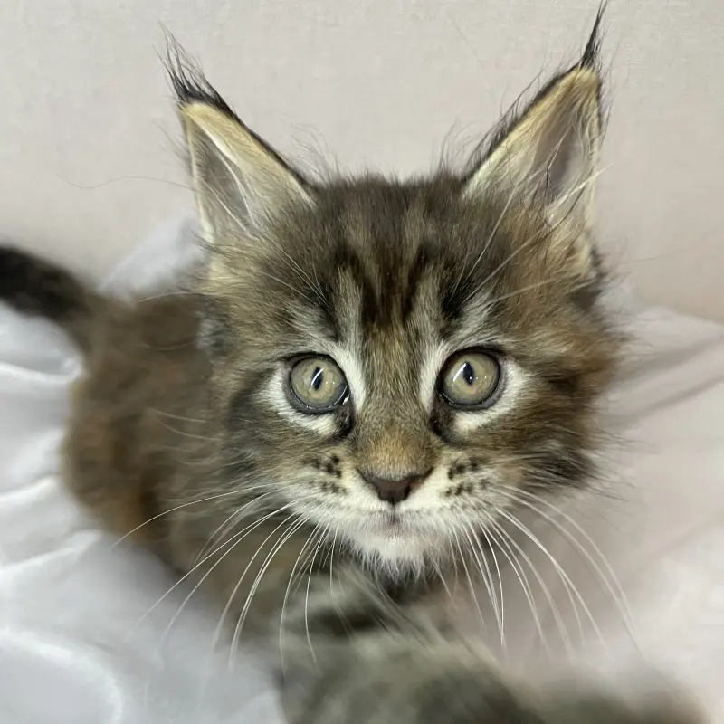 Мейн-кун бронирование  | image 4