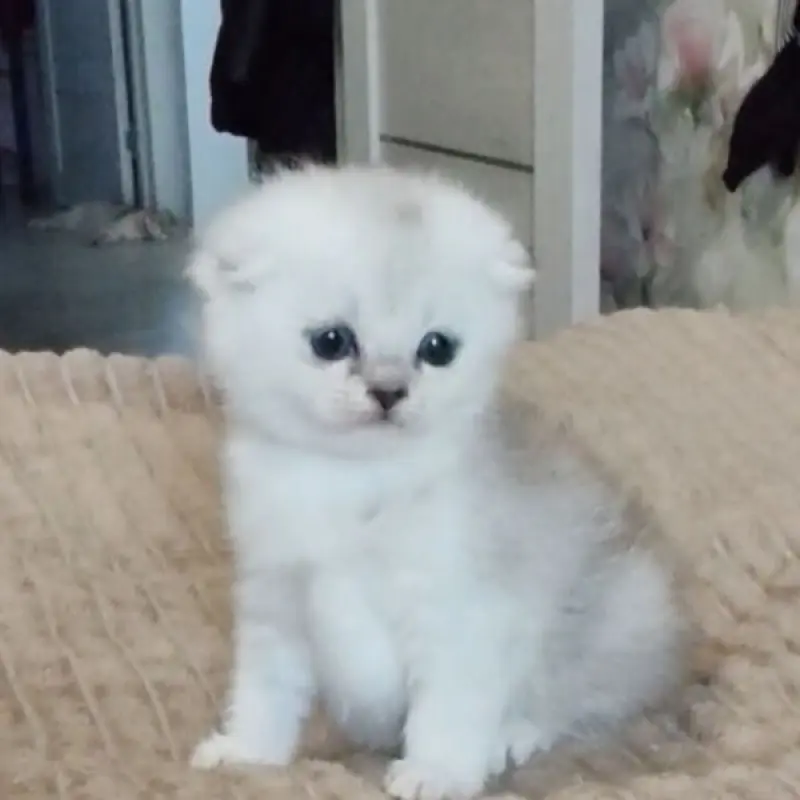 Шотландская вислоухая девочка окраса «серебристая шиншилла» | image 4