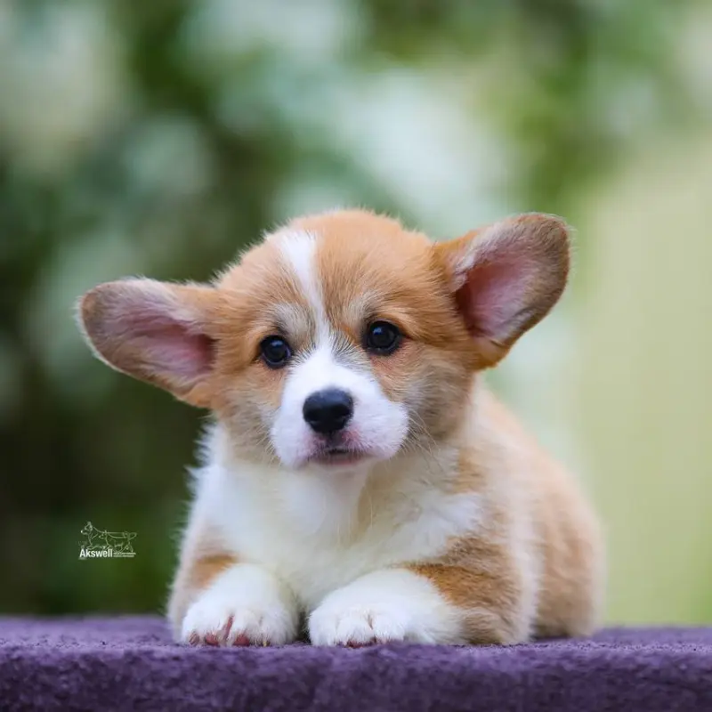 Щенки вельш корги пемброк  | image 1
