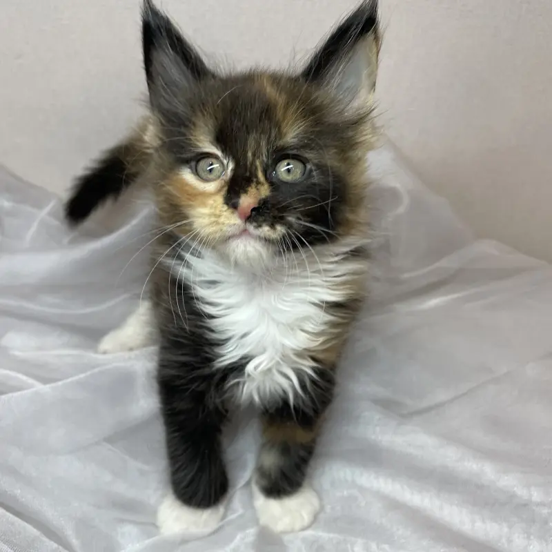 Мейн-кун бронирование  | image 2