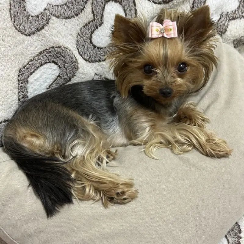 Щенки йоркширского терьера девочка и мальчик ждут свою семью | image 5