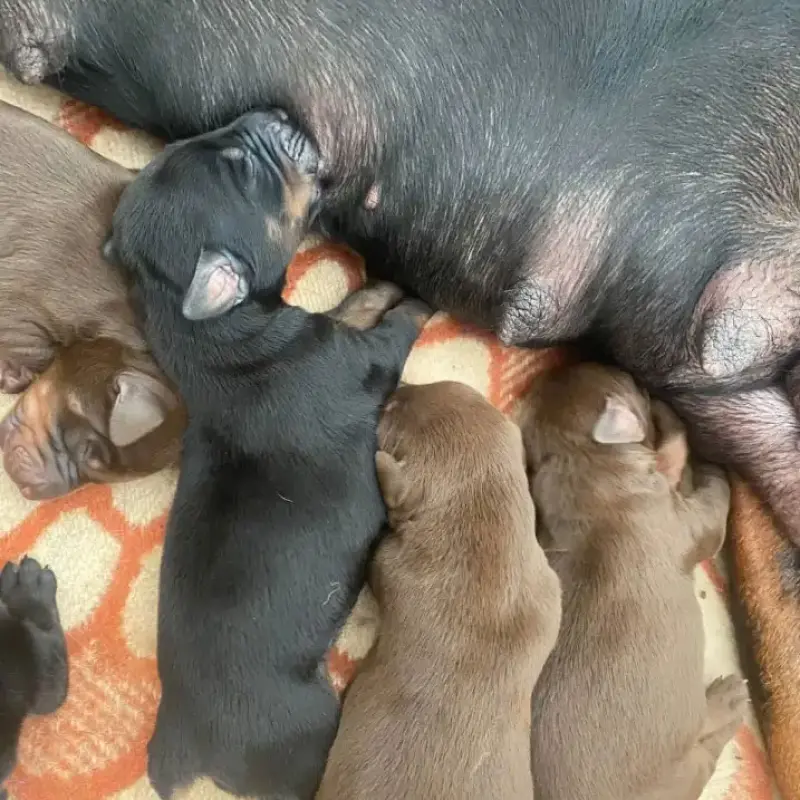 Щенки от пары с отличной родословной | image 1