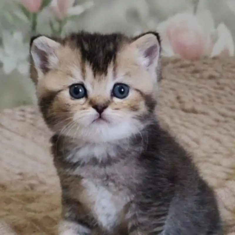 Шотландская кошечка шиншилла с прямыми ушками | image 1