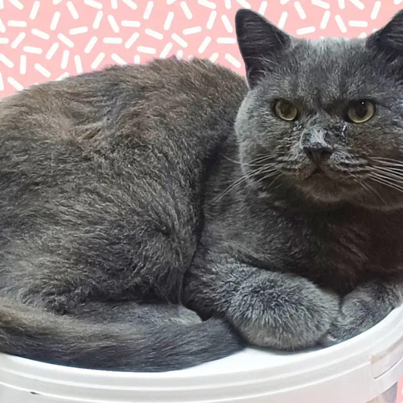 Котик красивый в дар  | image 2