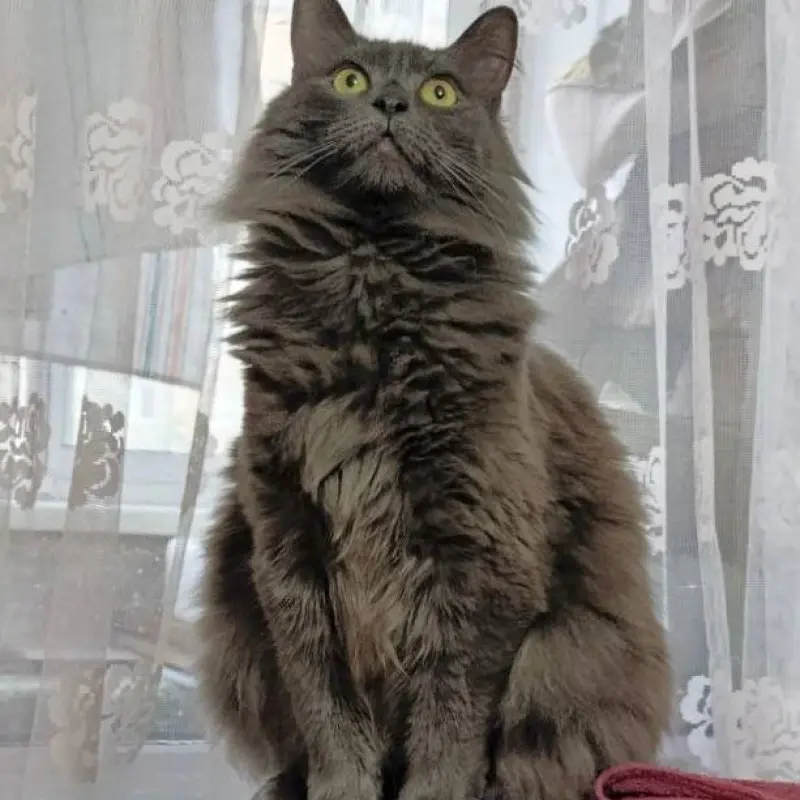 Шикарный Лео в любящие ручки  | image 2