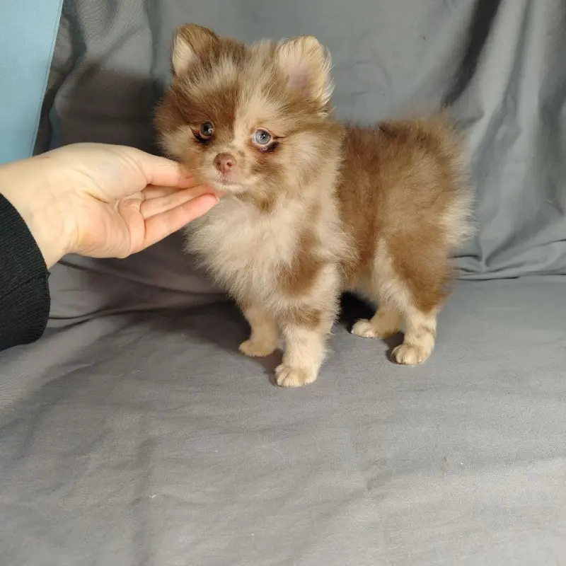 Мерле и шоколадный, щенки померанского шпица  | image 7