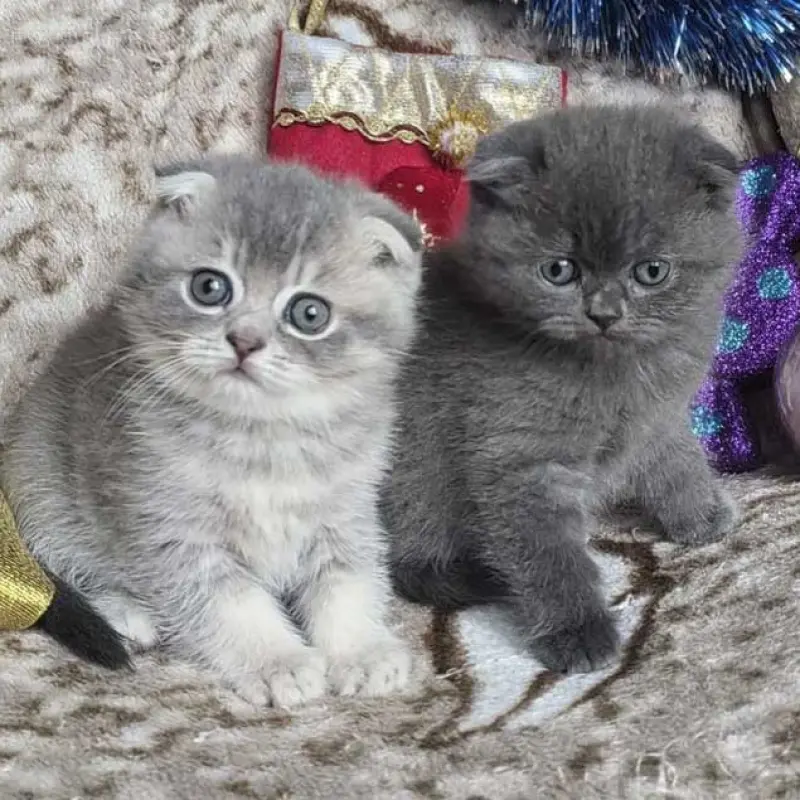 Шотландские вислоухие котята - серебристый мальчик и голубая девочка | image 1