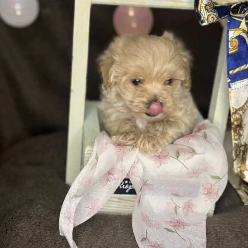 Мини мальтипу F1, очаровательные малыши | image 3