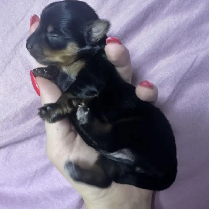 Щенки йоркширского терьера девочка и мальчик ждут свою семью | image 4