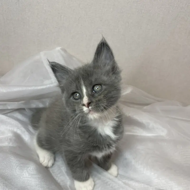 Мейн-кун бронирование  | image 2