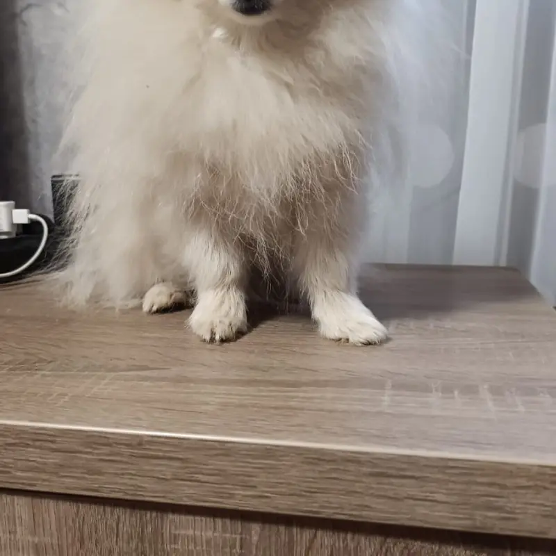 Померанский шпиц | image 5