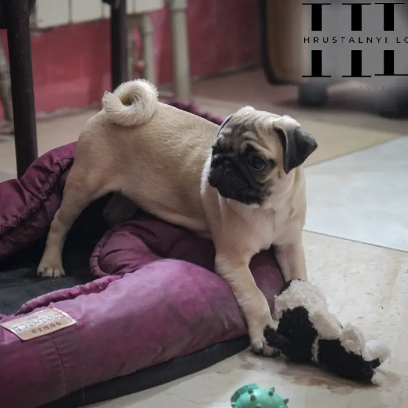 Мопс щенок из племенного питомника | image 5