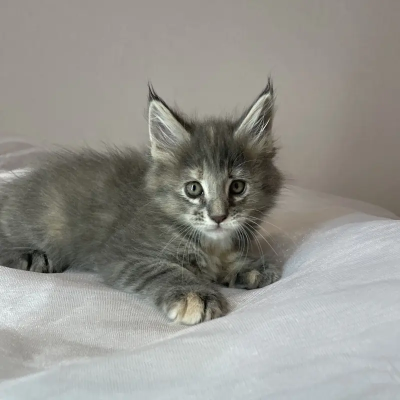 Мейн-кун бронирование  | image 1