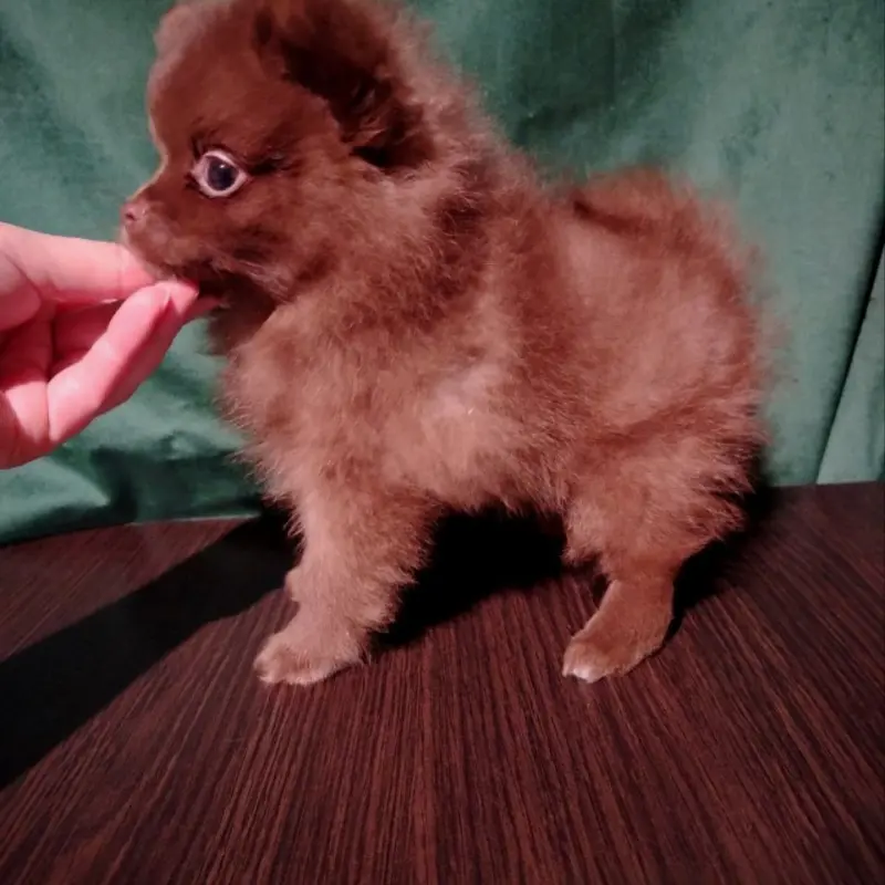 Мерле и шоколадный, щенки померанского шпица  | image 2