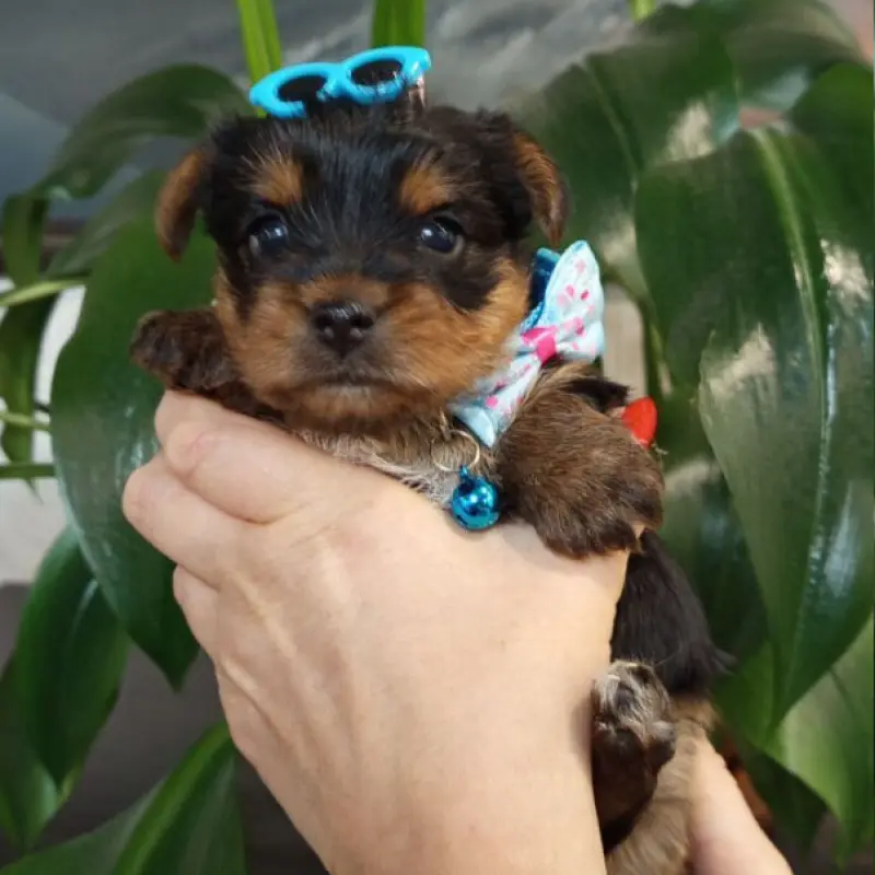 Очаровательные девочки-йорки ищут заботливых хозяев! | image 1