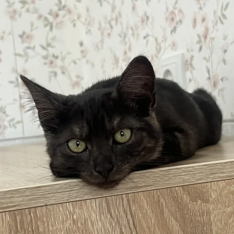 Кошечка окраса «черный дым», 3,5 месяца  | image 3
