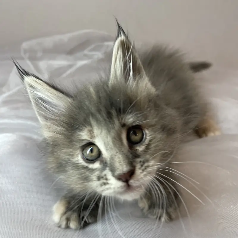 Мейн-кун бронирование  | image 2