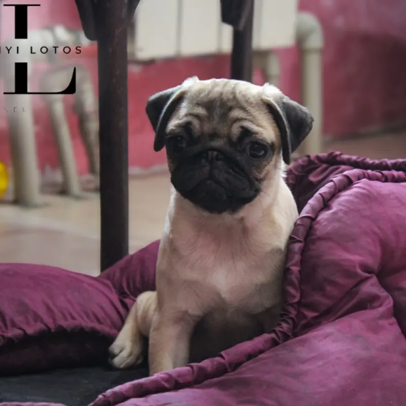 Мопс щенок из племенного питомника | image 2