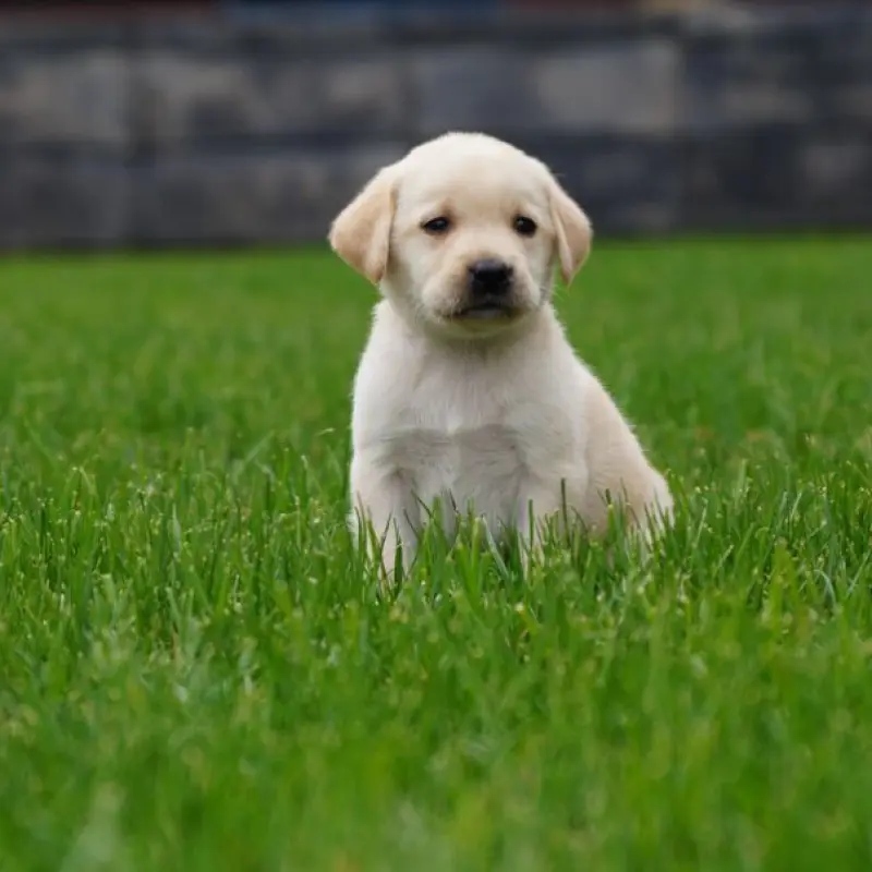 Очаровательные щенки лабрадора палевого окраса | image 1