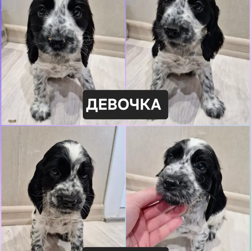 русский охотничий спаниель,  рос щенки  | image 1