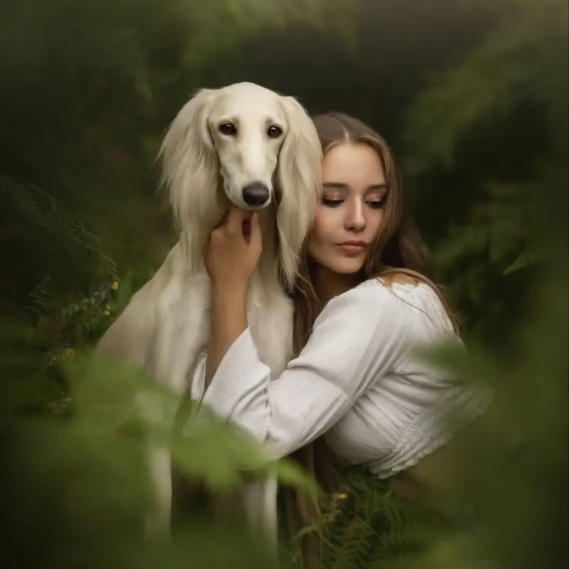 Щенок салюки  | image 3
