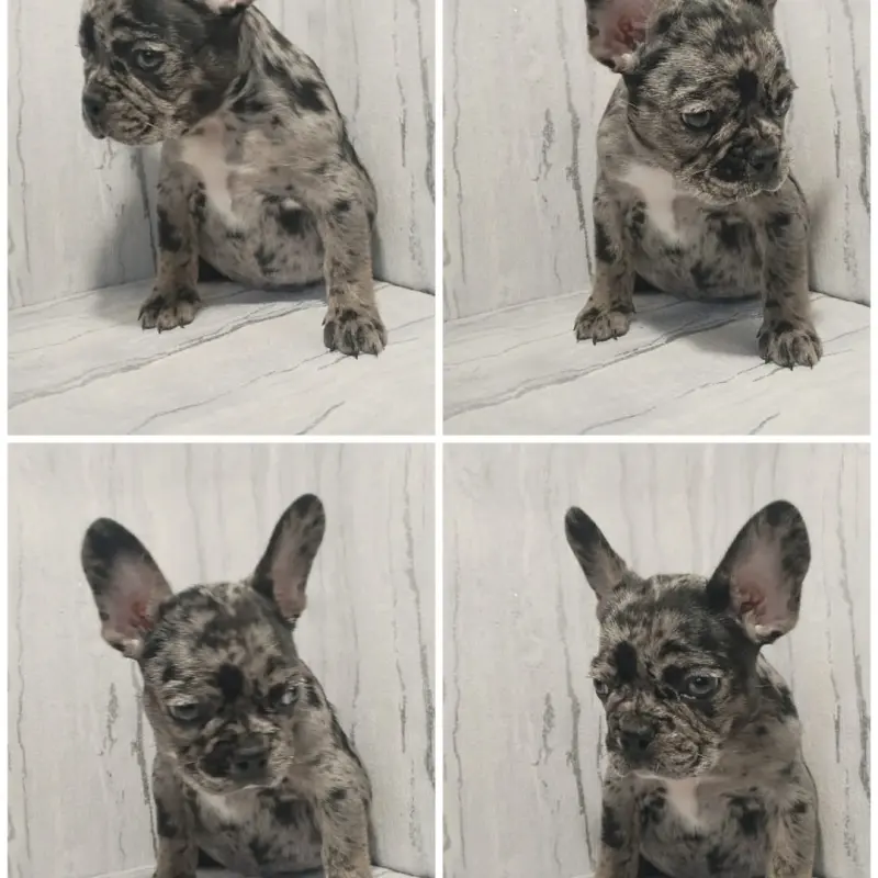 Французский бульдог  | image 2