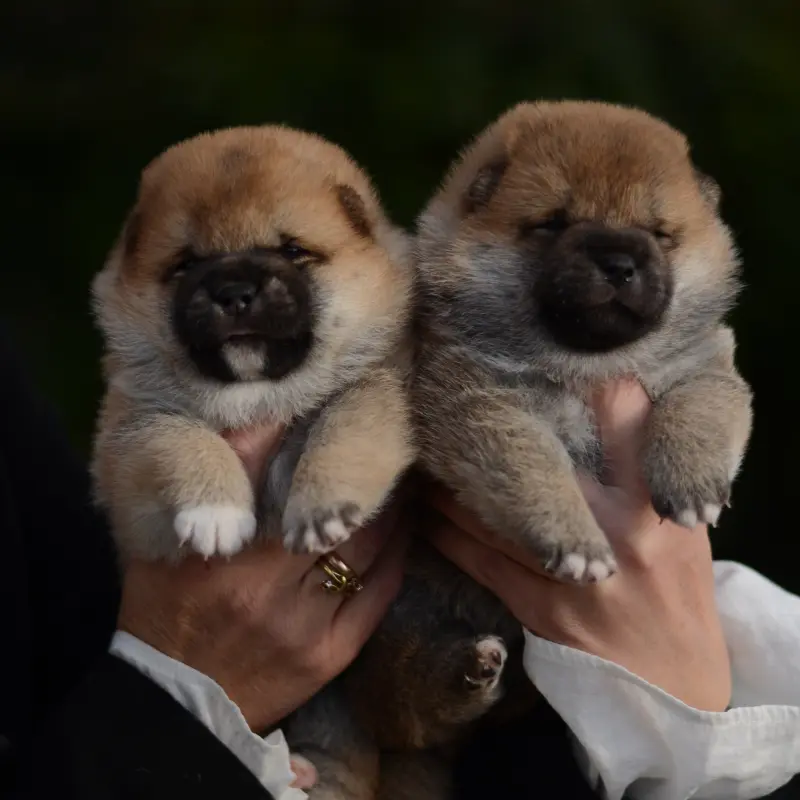 Щенки сиба-ину | image 5