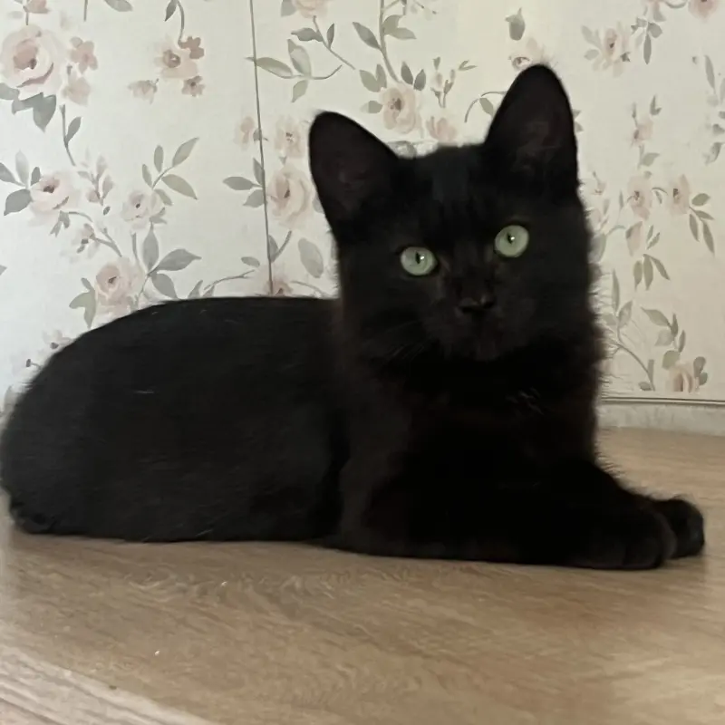 Шоколадный котенок, 3,5 месяца  | image 1