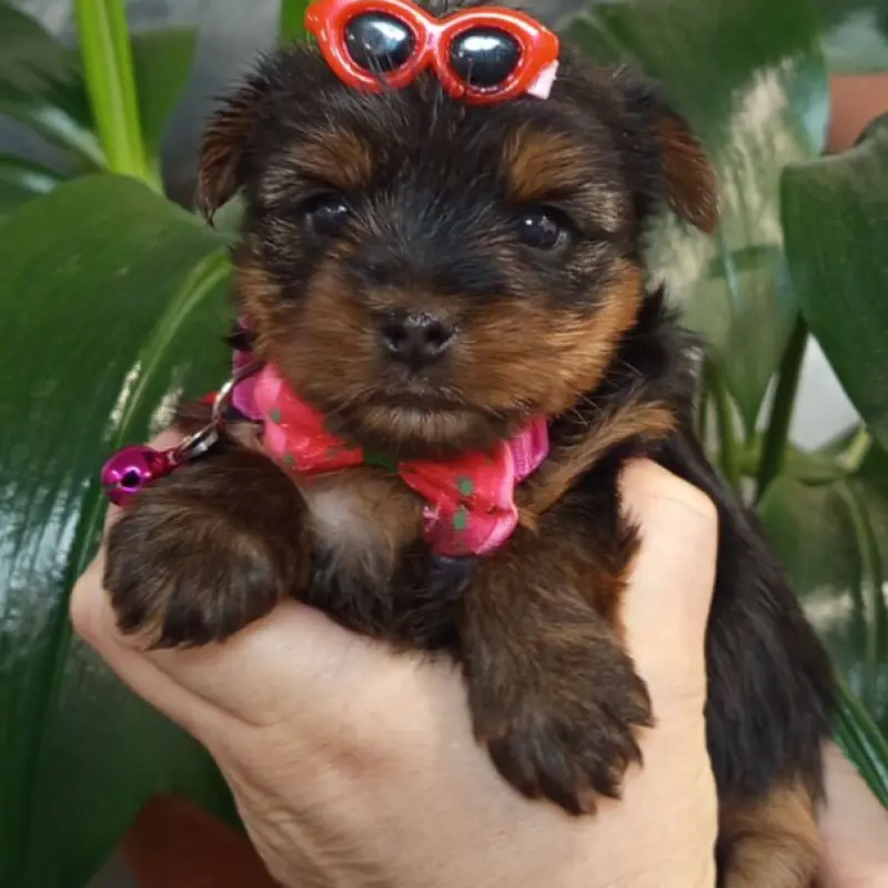 Очаровательные девочки-йорки ищут заботливых хозяев! | image 5