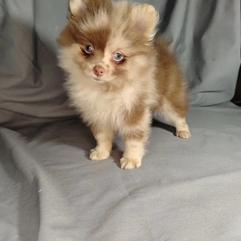 Мерле и шоколадный, щенки померанского шпица  | image 5