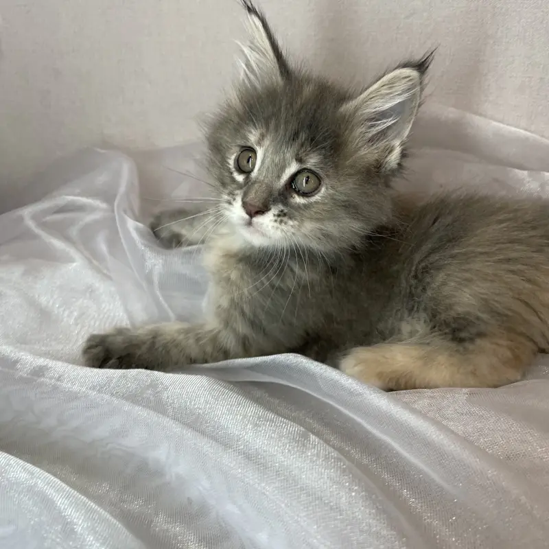 Мейн-кун бронирование  | image 4