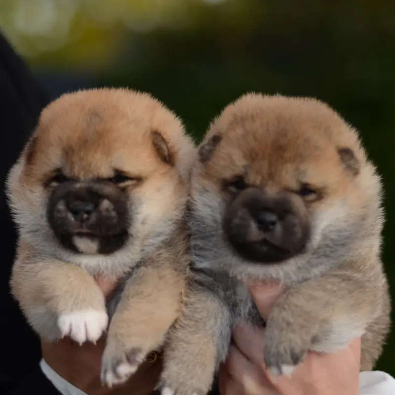 Щенки сиба-ину | image 6