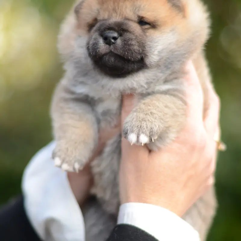 Щенки сиба-ину | image 4