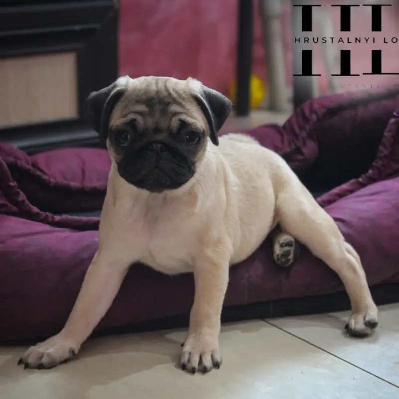 Мопс щенок из племенного питомника | image 1