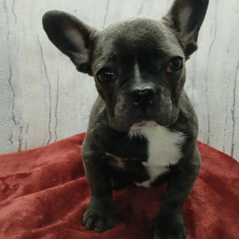 Французский бульдог девочка голубого окраса. | image 1