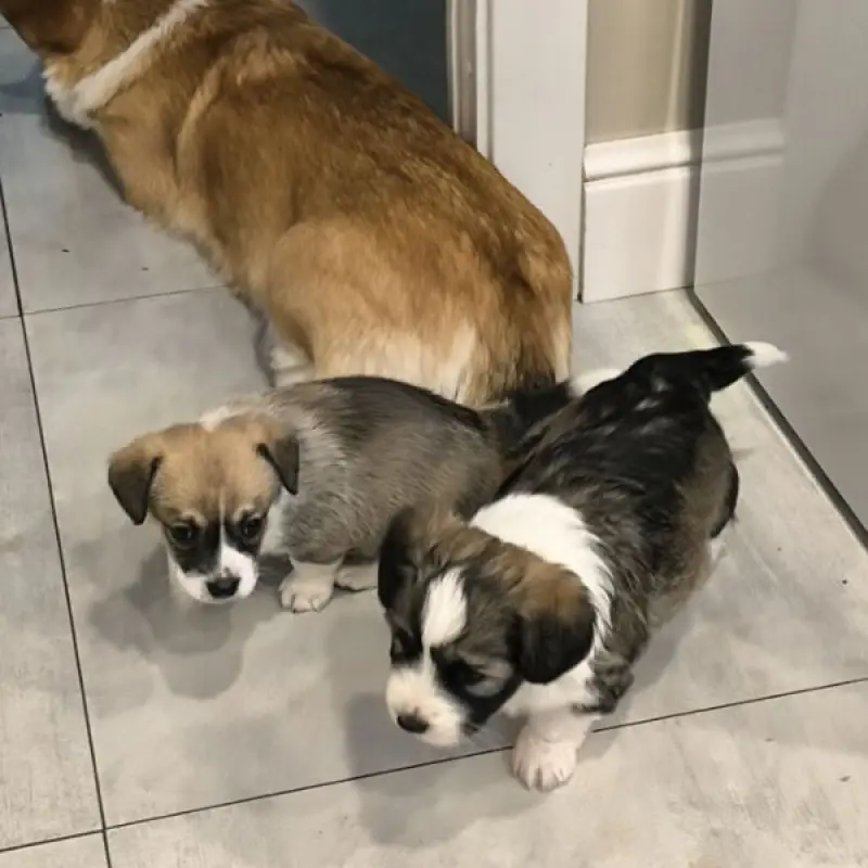 Очаровательные щенки от Корги и Джек-рассел-терьера | image 5