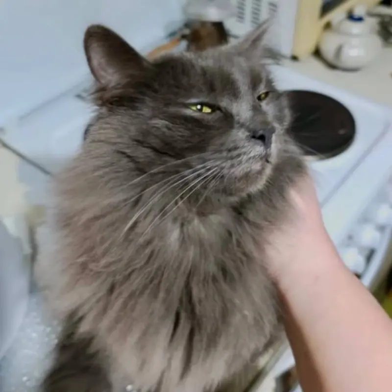 Шикарный Лео в любящие ручки  | image 3