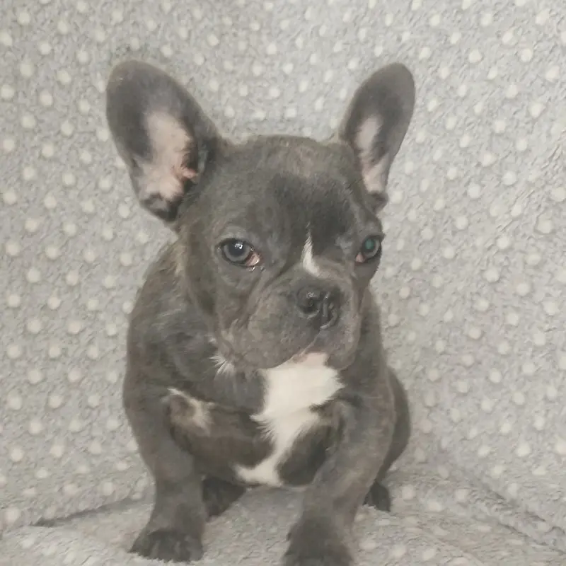 Французский бульдог, девочка. | image 9