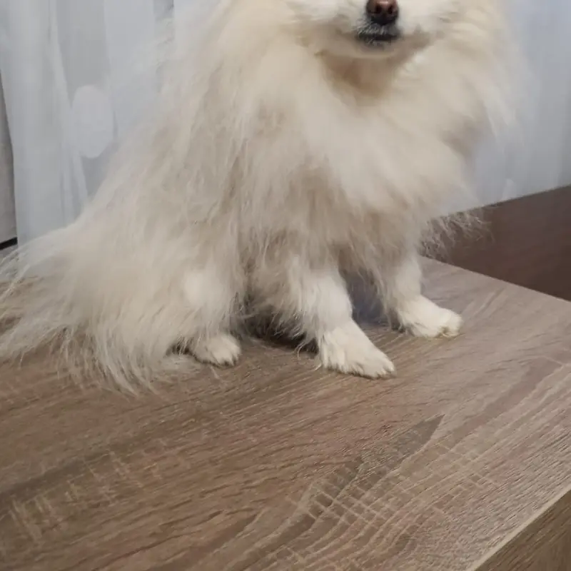 Померанский шпиц | image 6