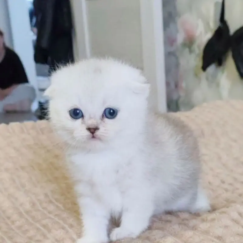 Шотландская вислоухая девочка окраса «серебристая шиншилла» | image 1