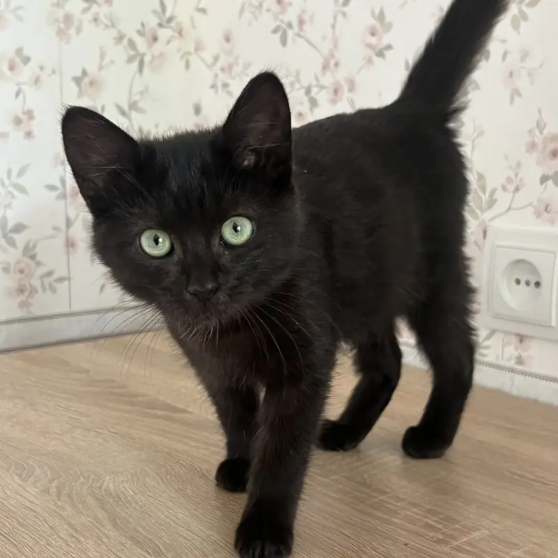 Шоколадный котенок, 3,5 месяца  | image 2