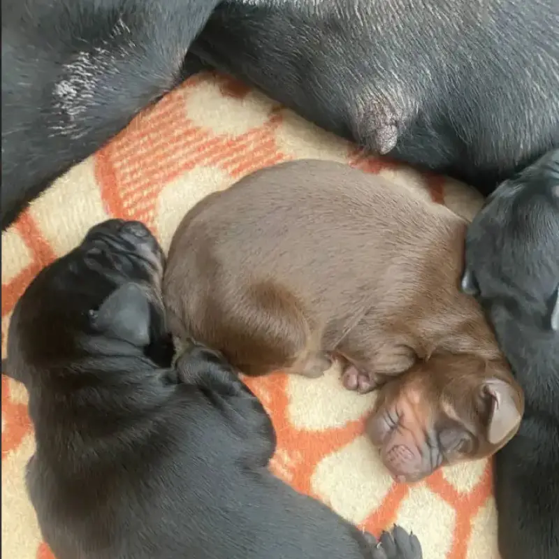 Щенки от пары с отличной родословной | image 4